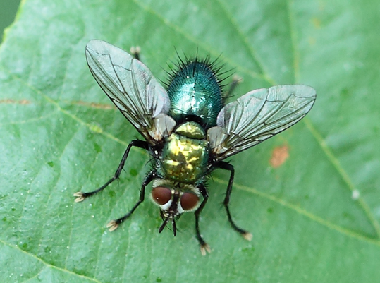 Chrysosomopsis aurata M (Tachinidae)